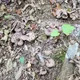 산지기