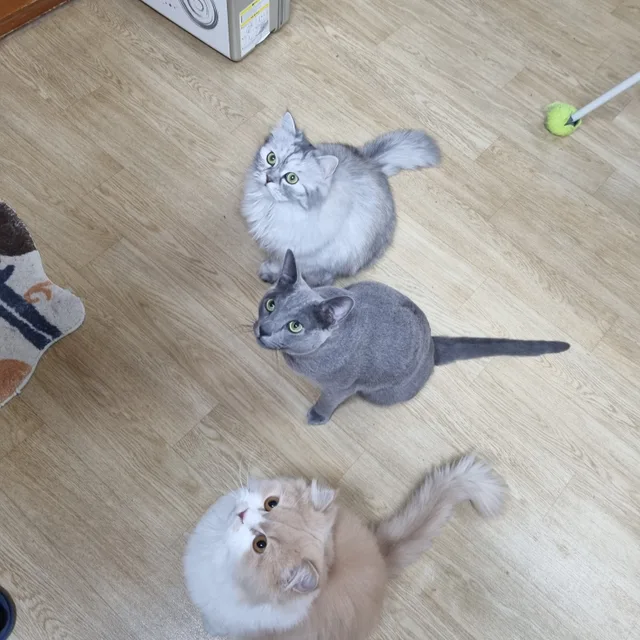 핑크로즈