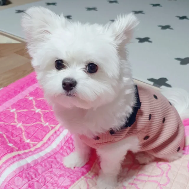 붉은범