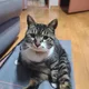 꽃나무