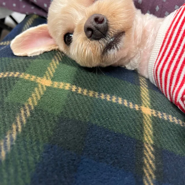 보리맘