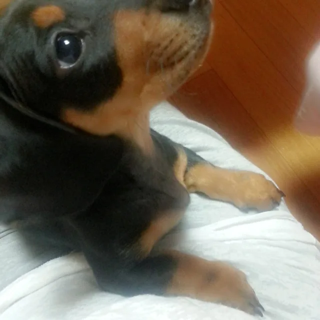 깐돌이