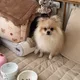 토리파파
