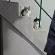 차맹