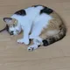 달래
