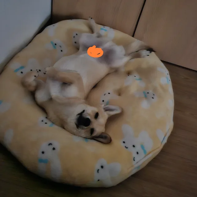 까돌이네