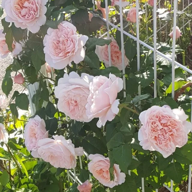 달쿠닝