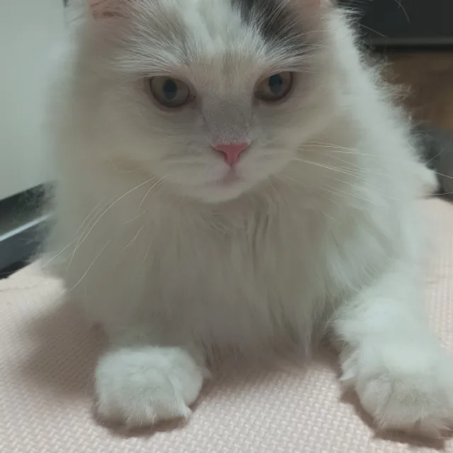 똘콩