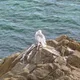 또바기