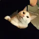 홉이