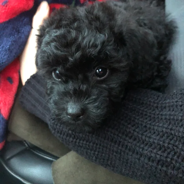 레둥이