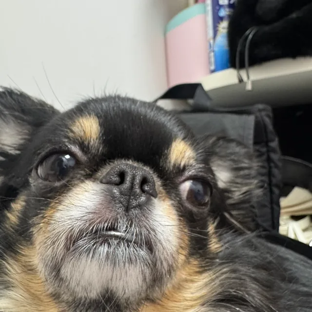 당근당근당근