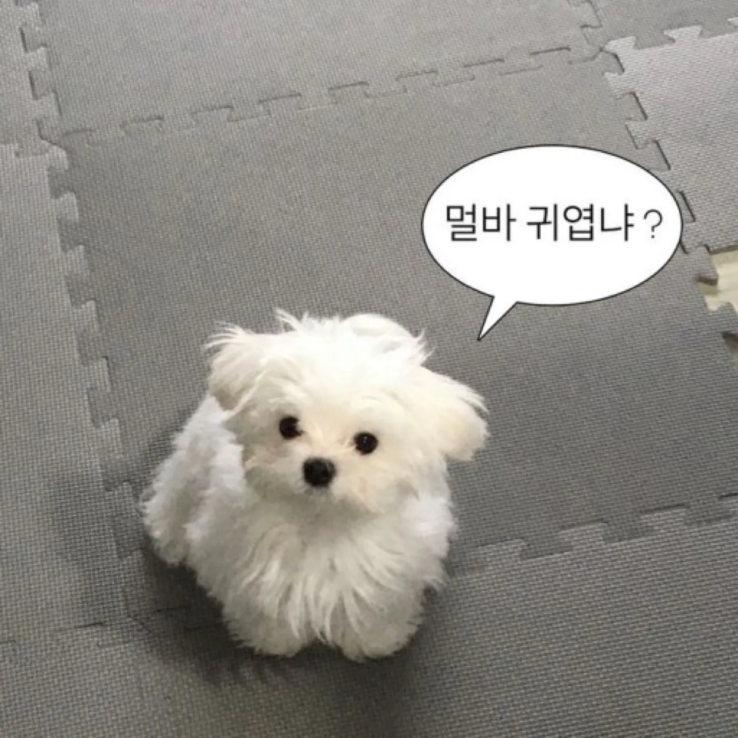 냐옹