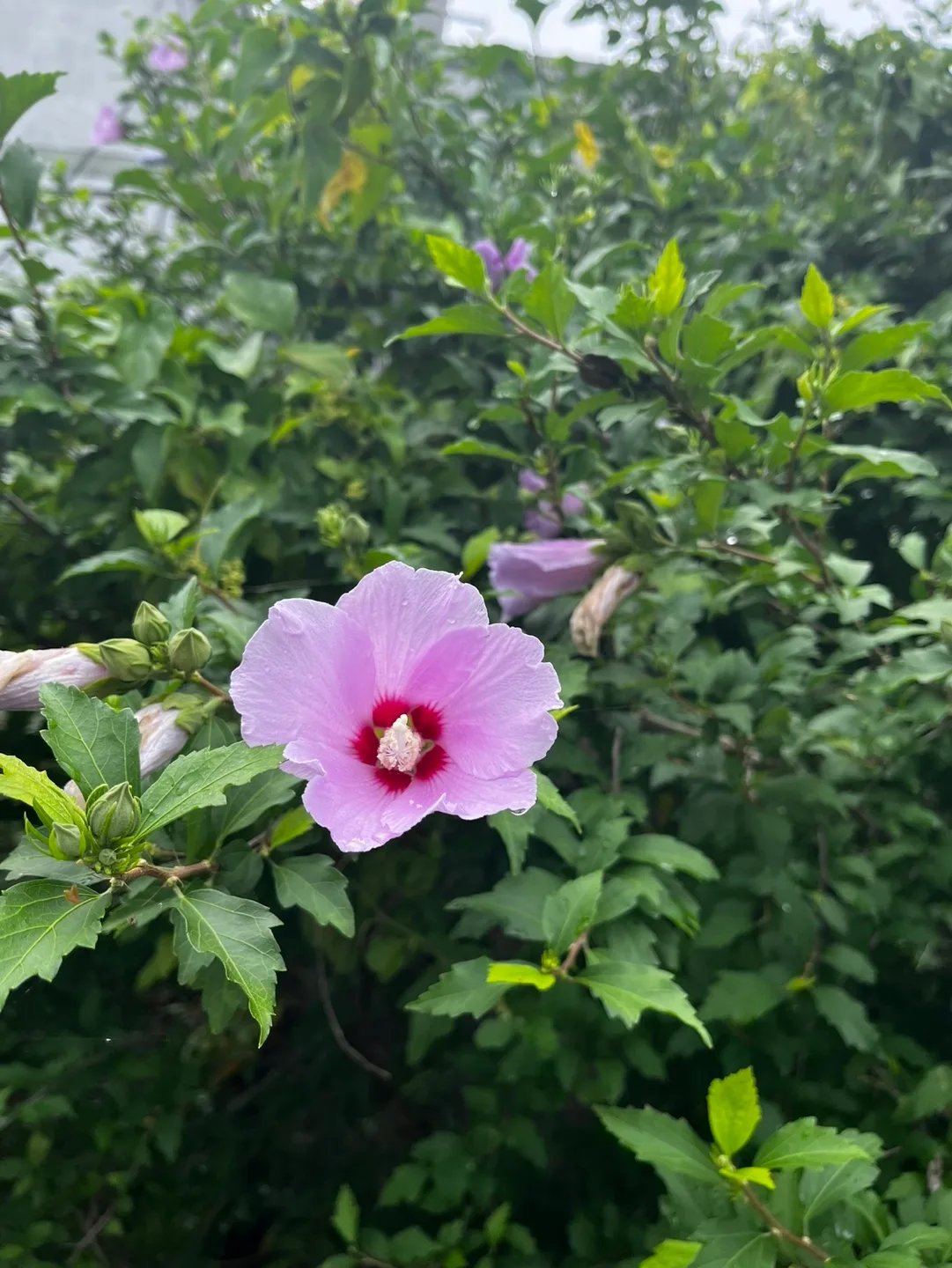 아이츄