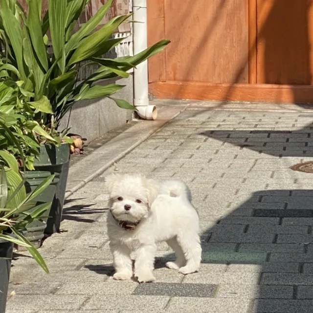 lulaby
