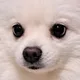 쿠쿠다스