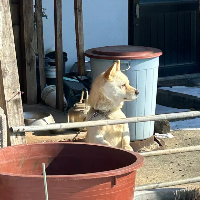 도기맨