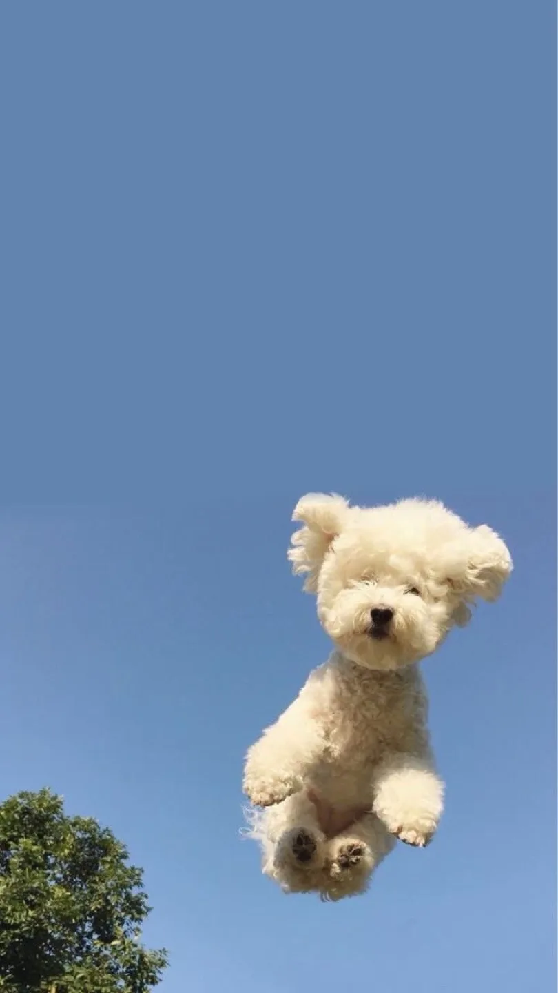 밍언니