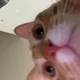 히동