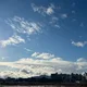 배도라지