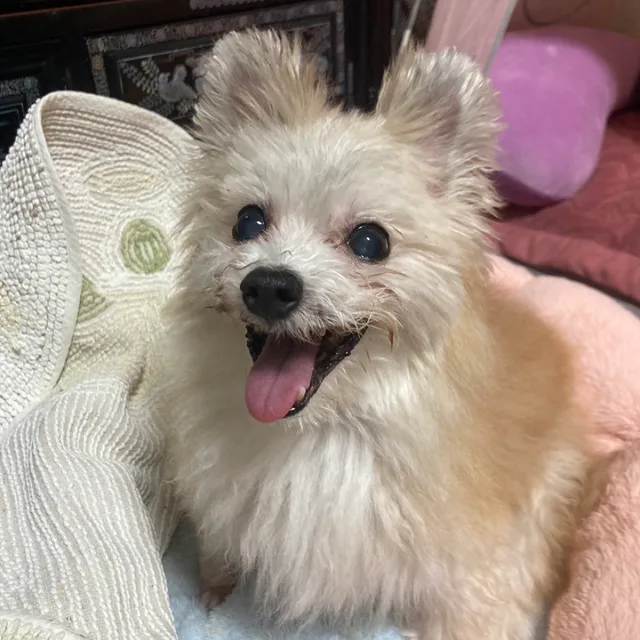 똘이누나