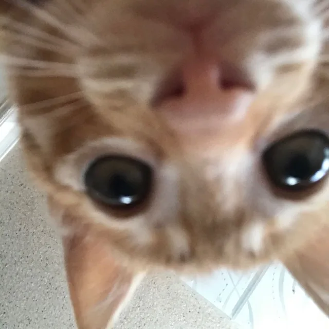 뇨옹