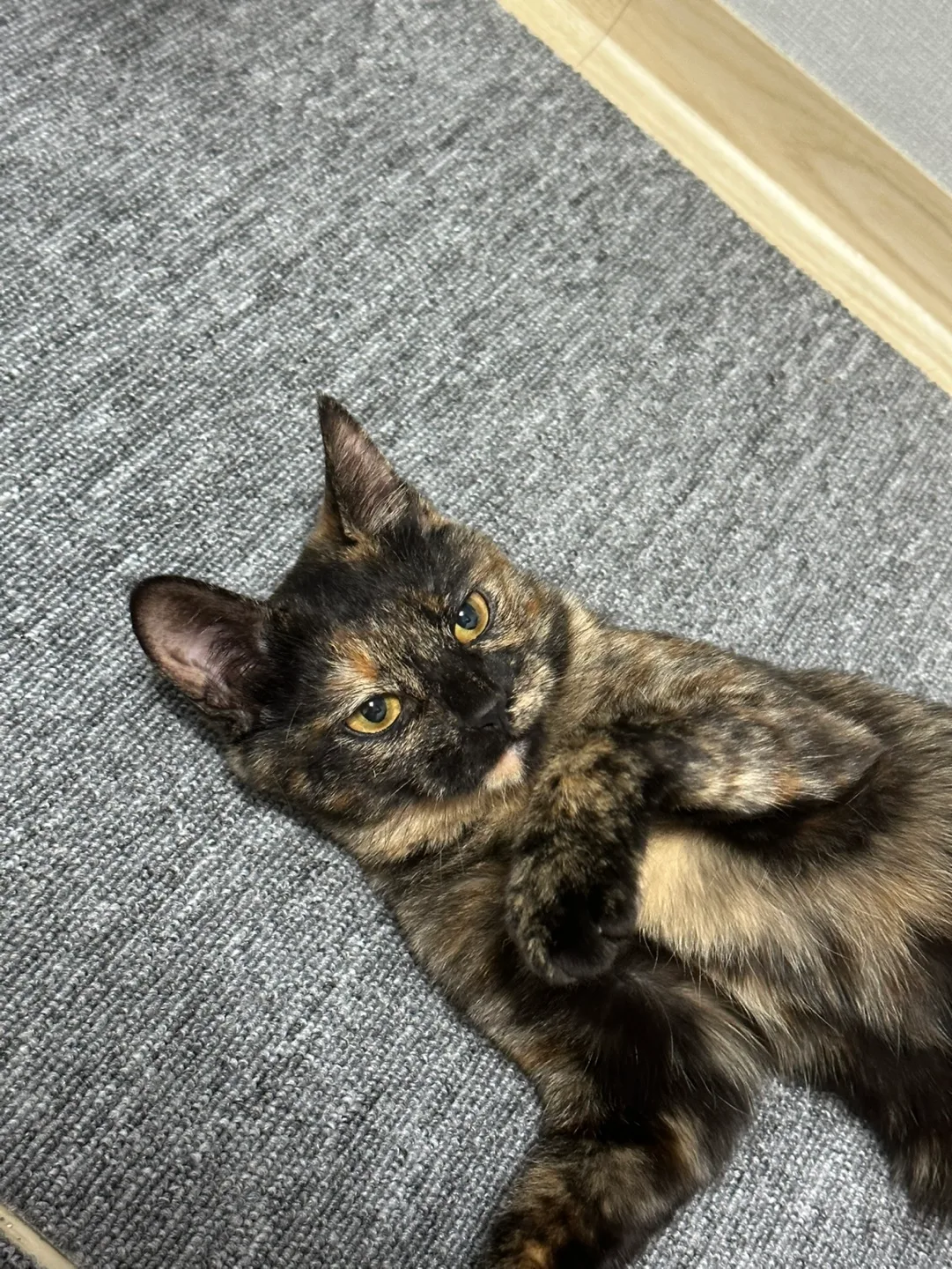 냥코