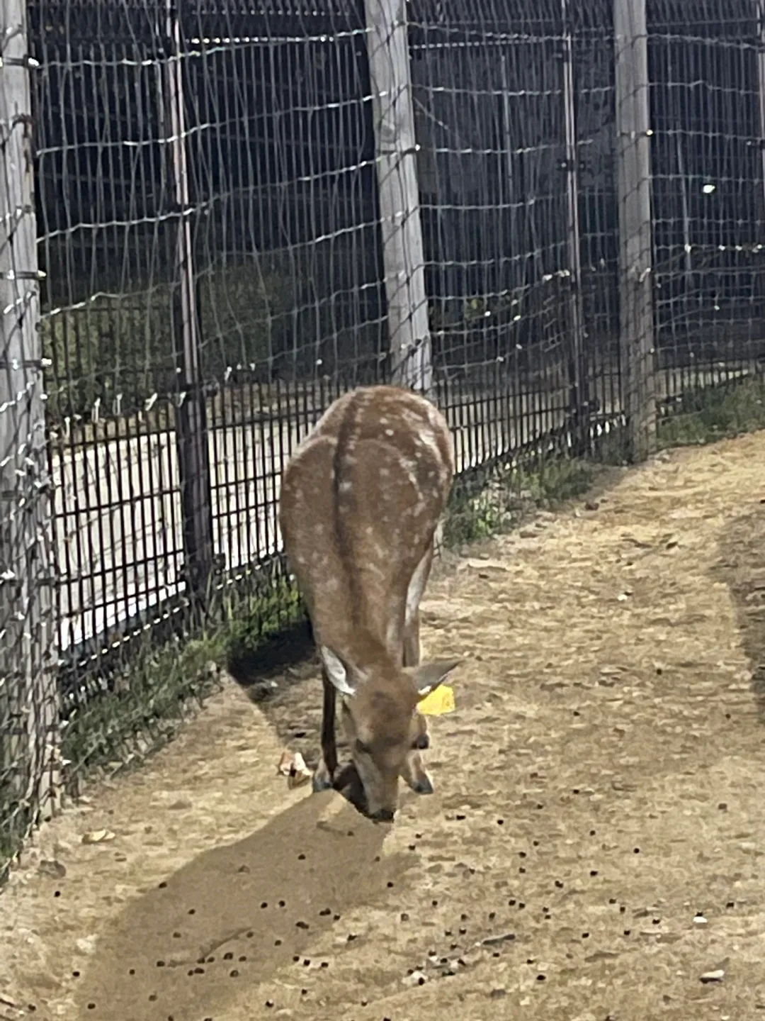밤비