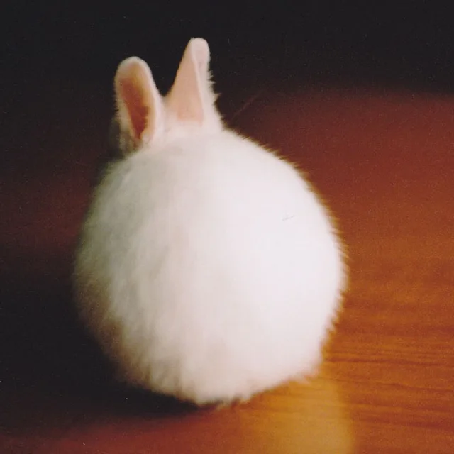 데이나