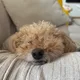 우블리