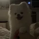꼬롬하이