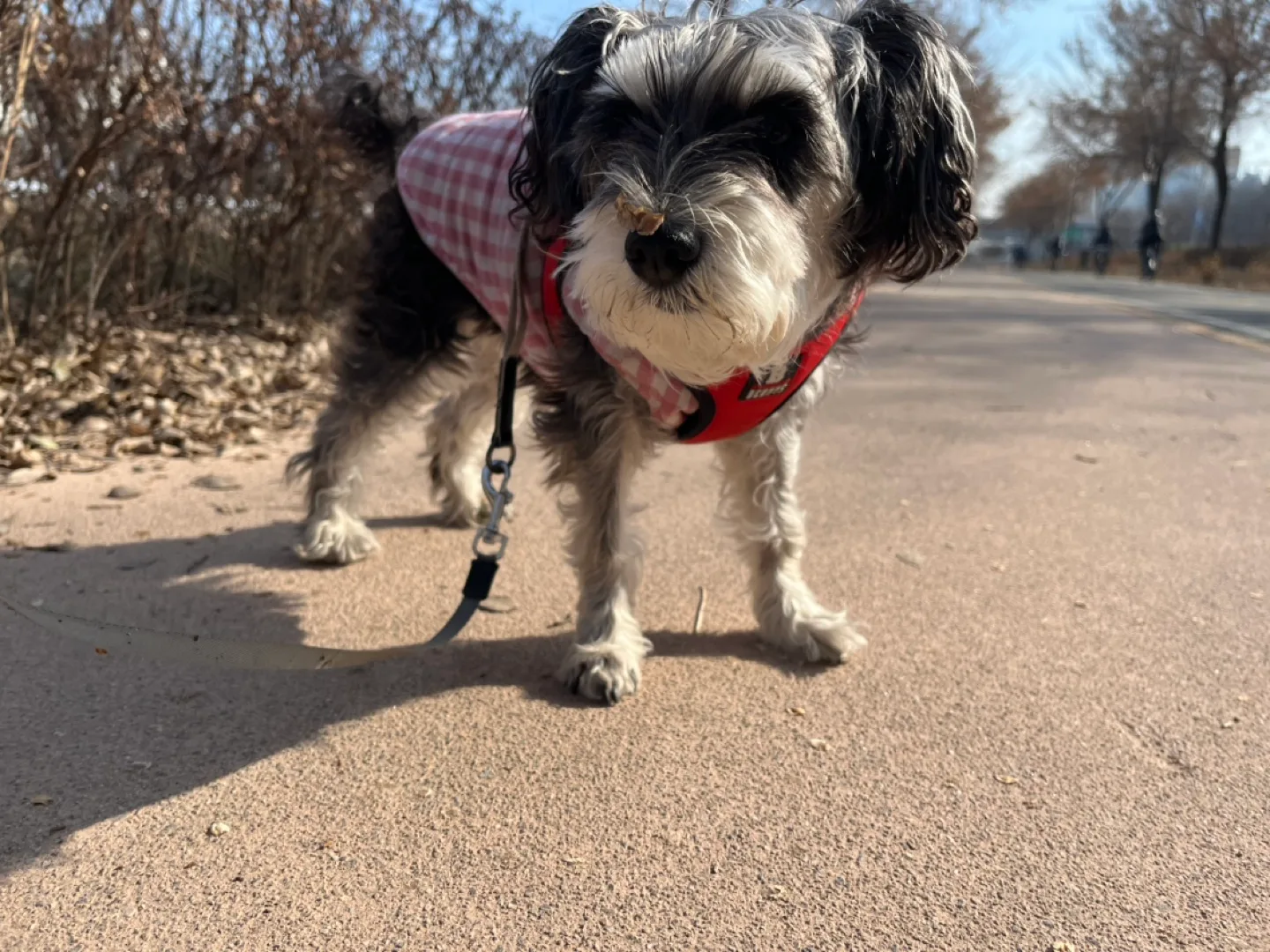 오렐리엥