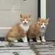 우리동네냉면