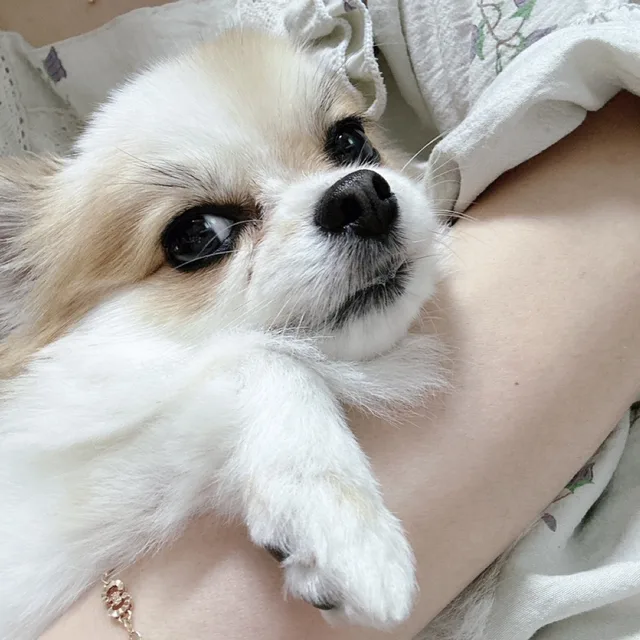 붕어짱