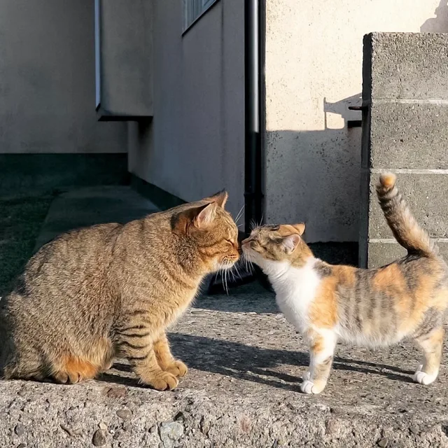 완두콩612