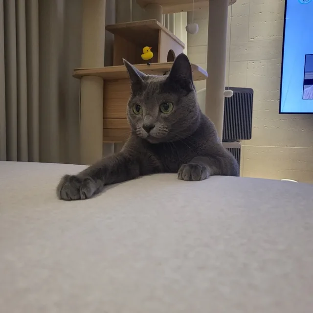 신머머