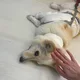 도레미