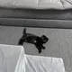 뿅뿅