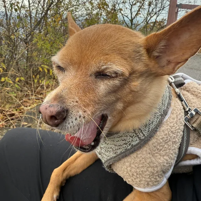 조시