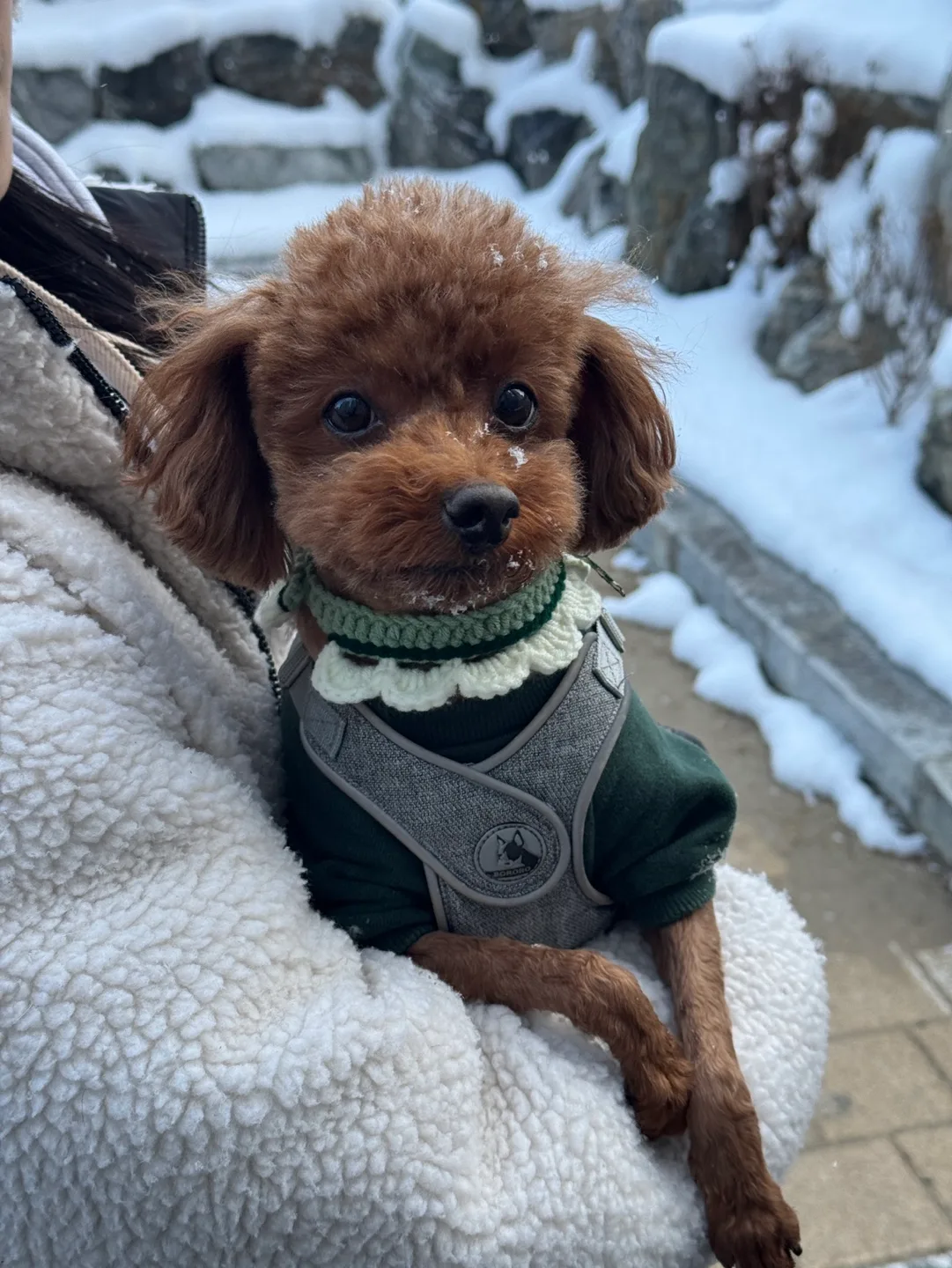 곰이