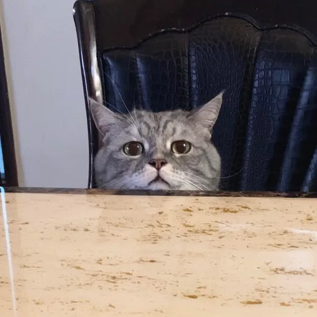 냐냐