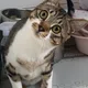 루루