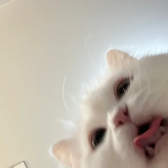 여름냥