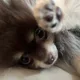 김포맹수시루