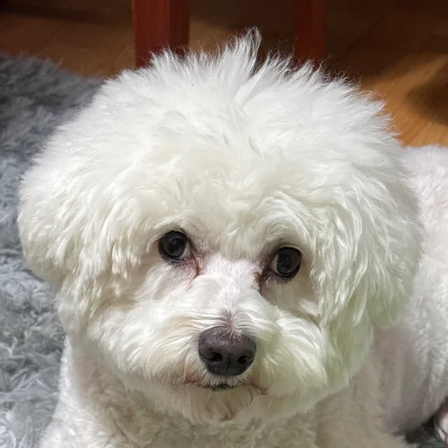 두부두뷰