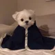 코양