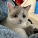 모모
