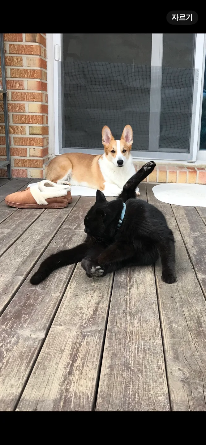 애옹이