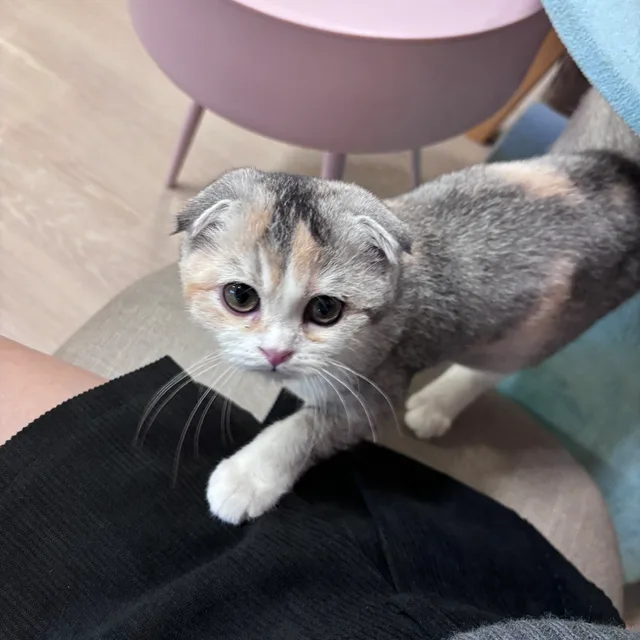 조태지
