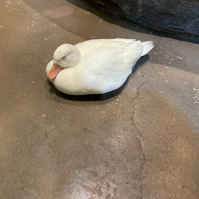 흰둥이